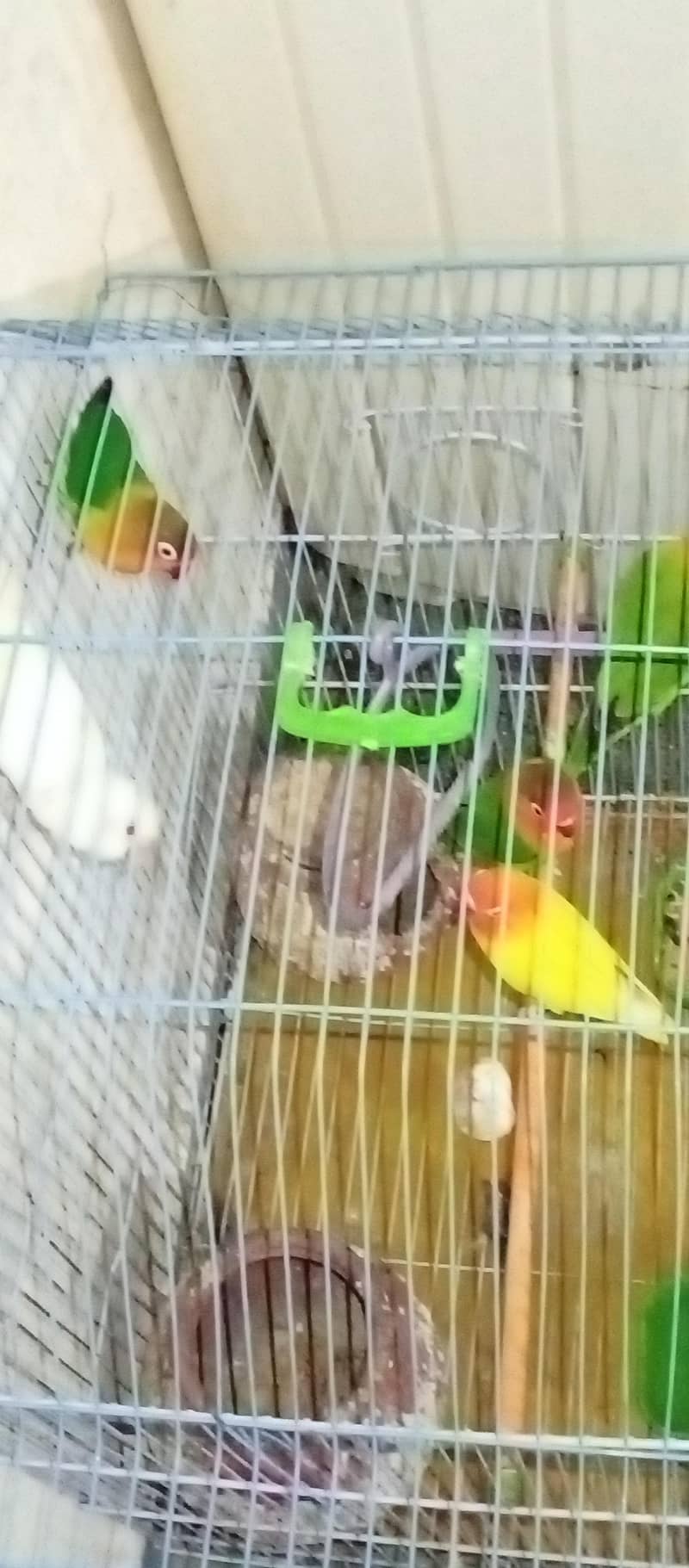 7parrot 4