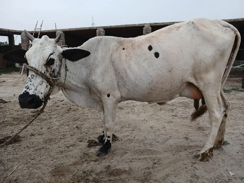 8 کلو دودھ والی فائل برائے فروخت — photo 3