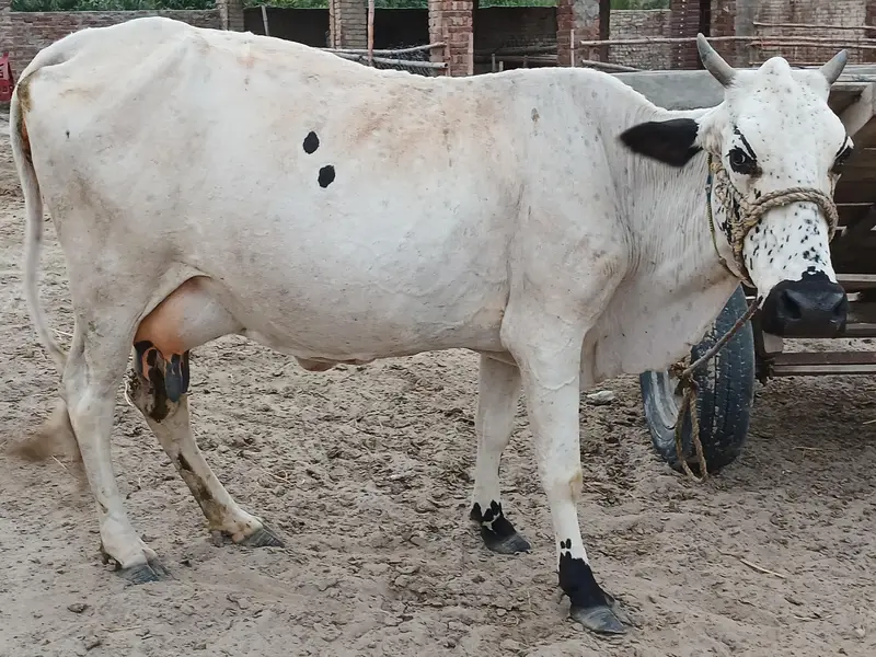 8 کلو دودھ والی فائل برائے فروخت — photo 5