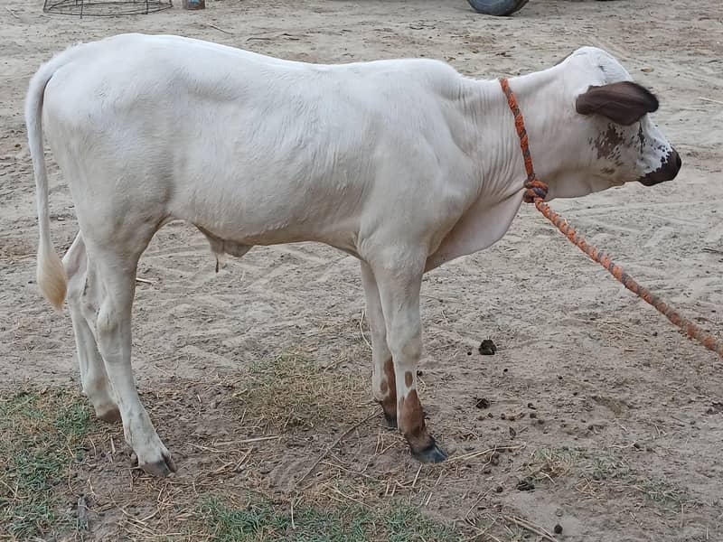 آٹھ کلو دودھ والی گائے برائے فروخت 5