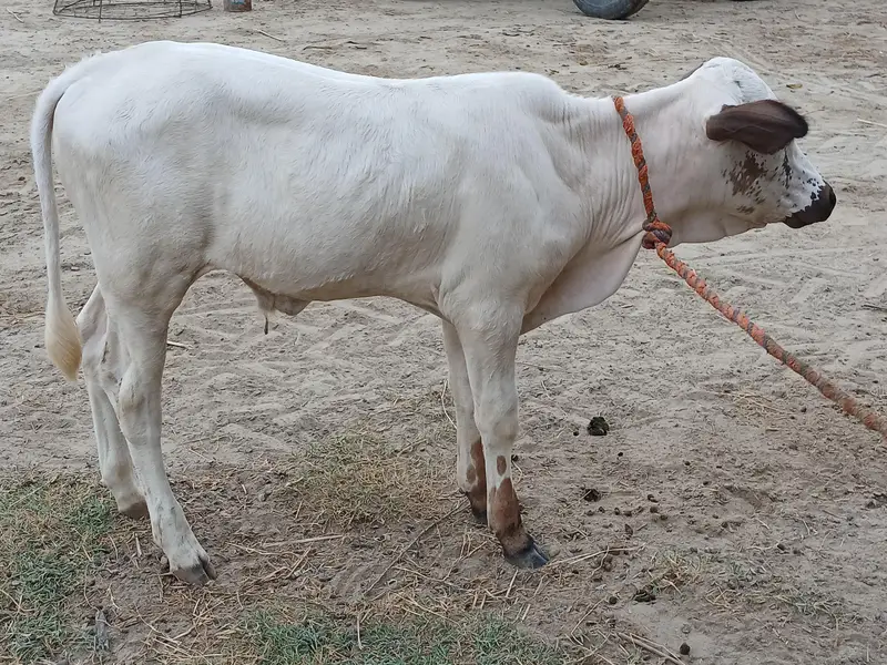 8 کلو دودھ والی فائل برائے فروخت — photo 6