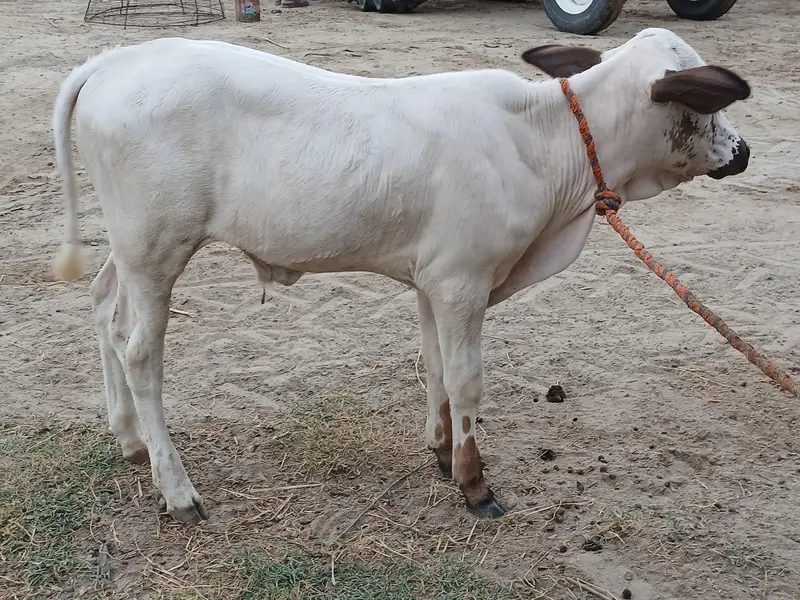 8 کلو دودھ والی فائل برائے فروخت — photo 7