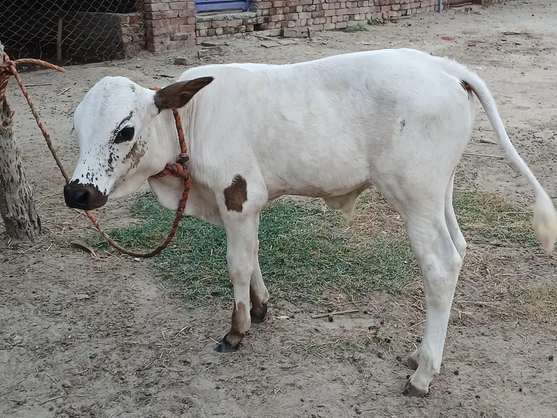 8 کلو دودھ والی فائل برائے فروخت — photo 9