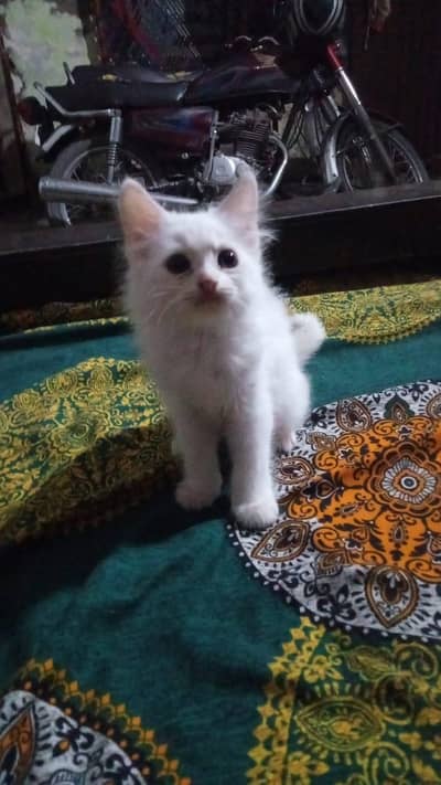 Persian cats for sale