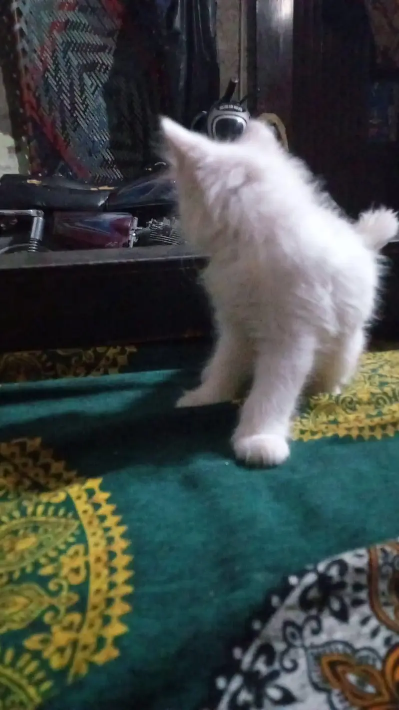 Persian cats for sale — photo 2
