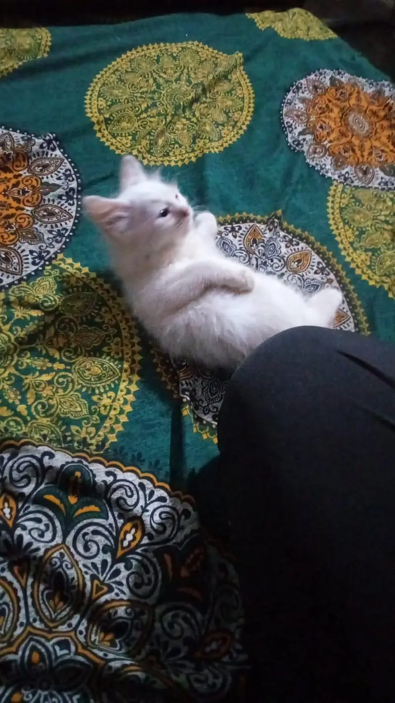 Persian cats for sale — photo 3