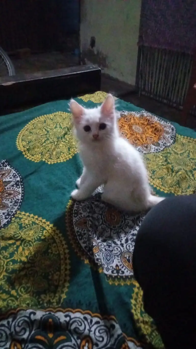 Persian cats for sale — photo 4