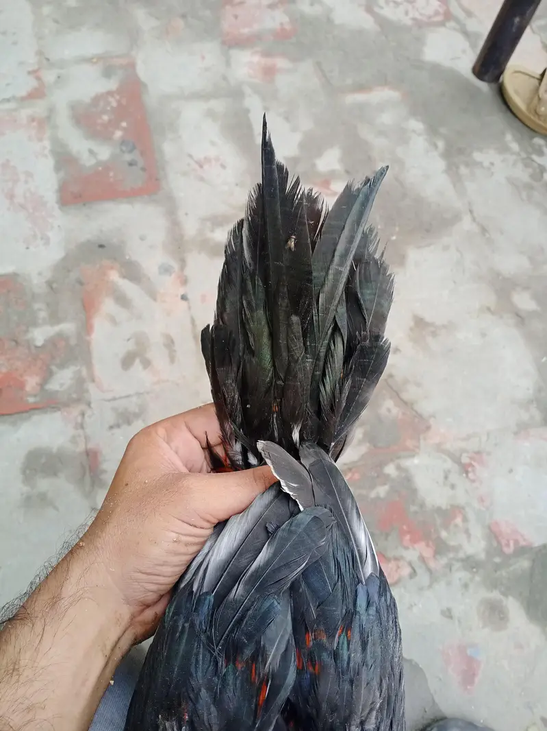 aseel Sindhi Nawab patha — photo 3