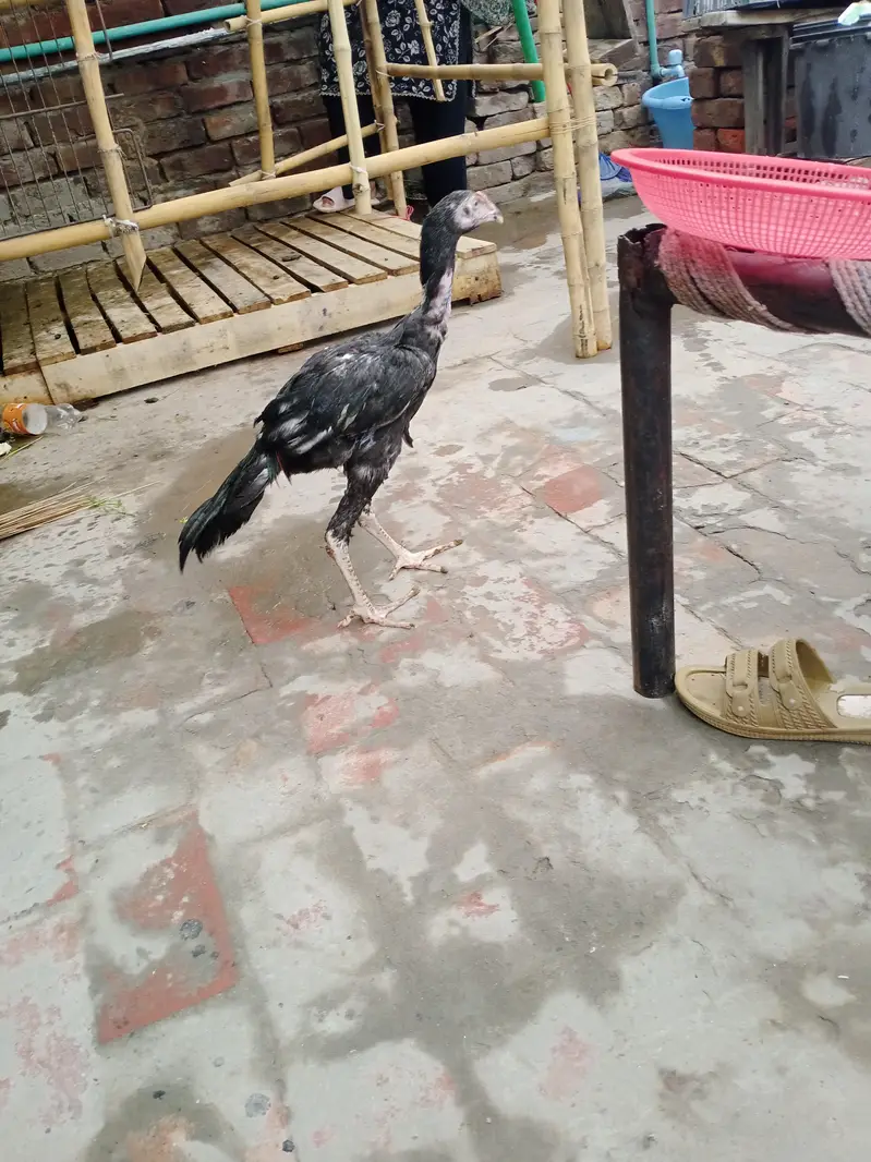 aseel Sindhi Nawab patha — photo 5