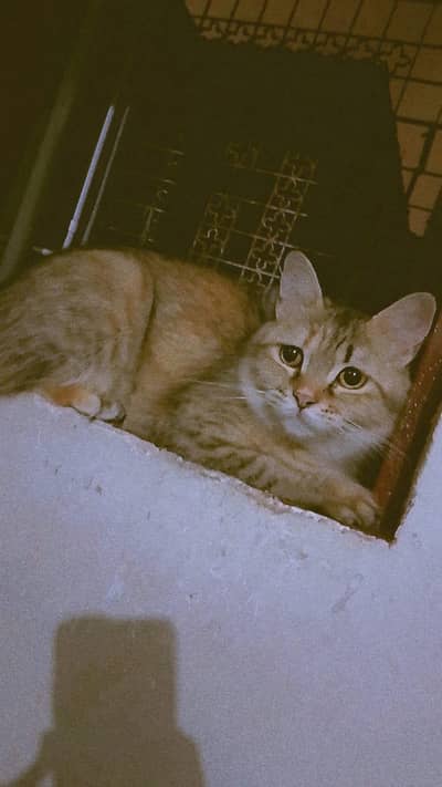 Adorable Persian Cat for Sale