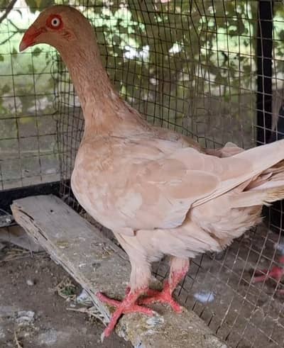 sale on pegions, Affordable prices for everyone