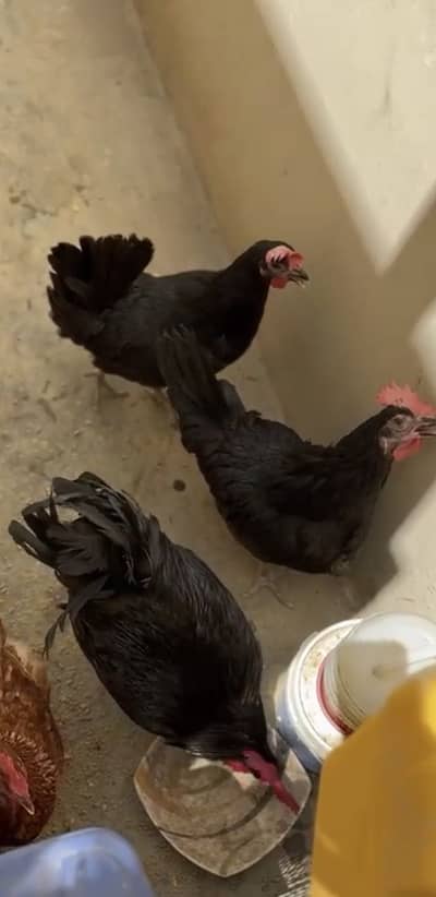 Healthy Australorp for sale! Big size Rooster and egg laying chicken