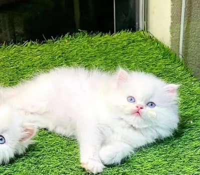 (Persian female kitten) (for sale all) (Pakistan delivery available)