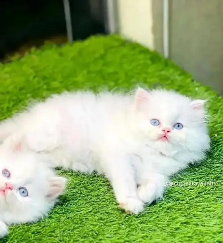 (Persian female kitten) (for sale all) (Pakistan delivery available) — photo 2