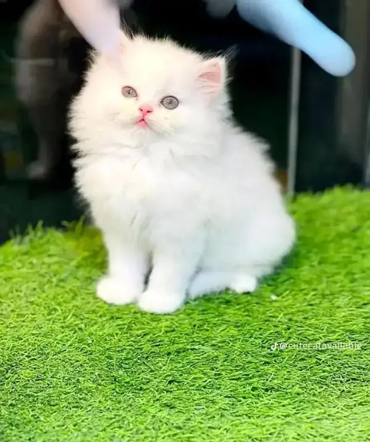 (Persian female kitten) (for sale all) (Pakistan delivery available) — photo 3