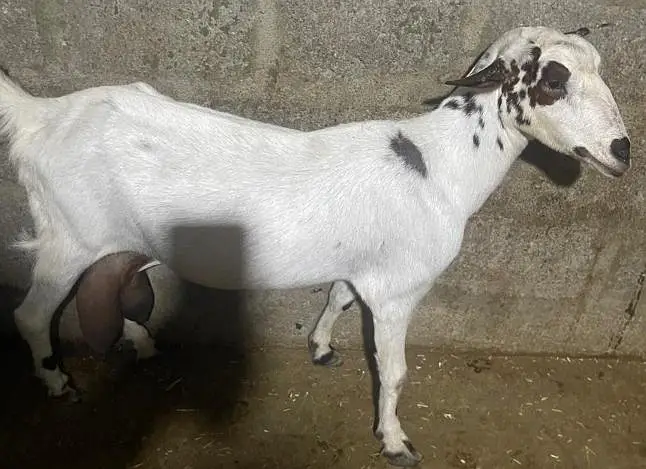 Goat milk for sell — photo 2