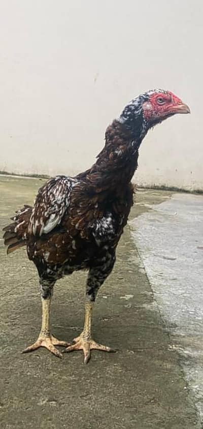 Pakistani old bloodline breeder female