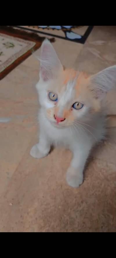 Persian kittens