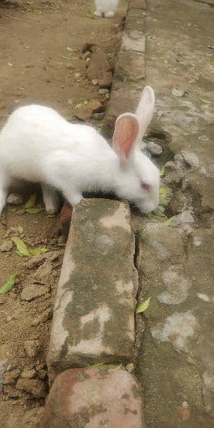 rabbit خرگوش