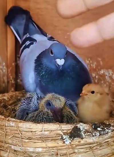 Need baby pigeons for handtaming