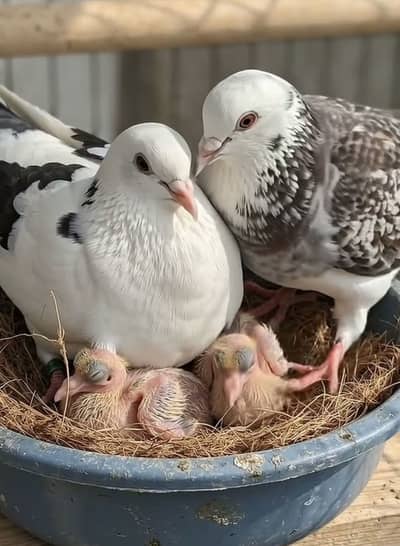 Need baby pigeons for handtaming