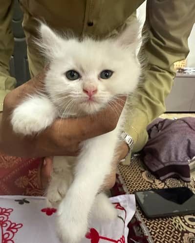 cute persion female kitten available at very reasonable price