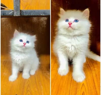 (Persian female kitten) (for sale all) (Pakistan delivery available)