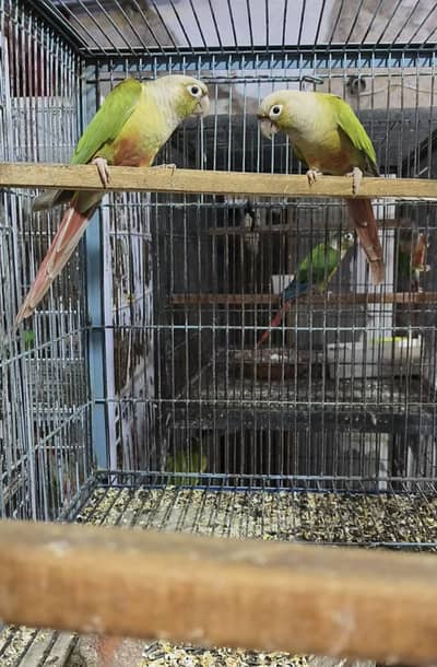 Pineapple and Green Cheek Conurs