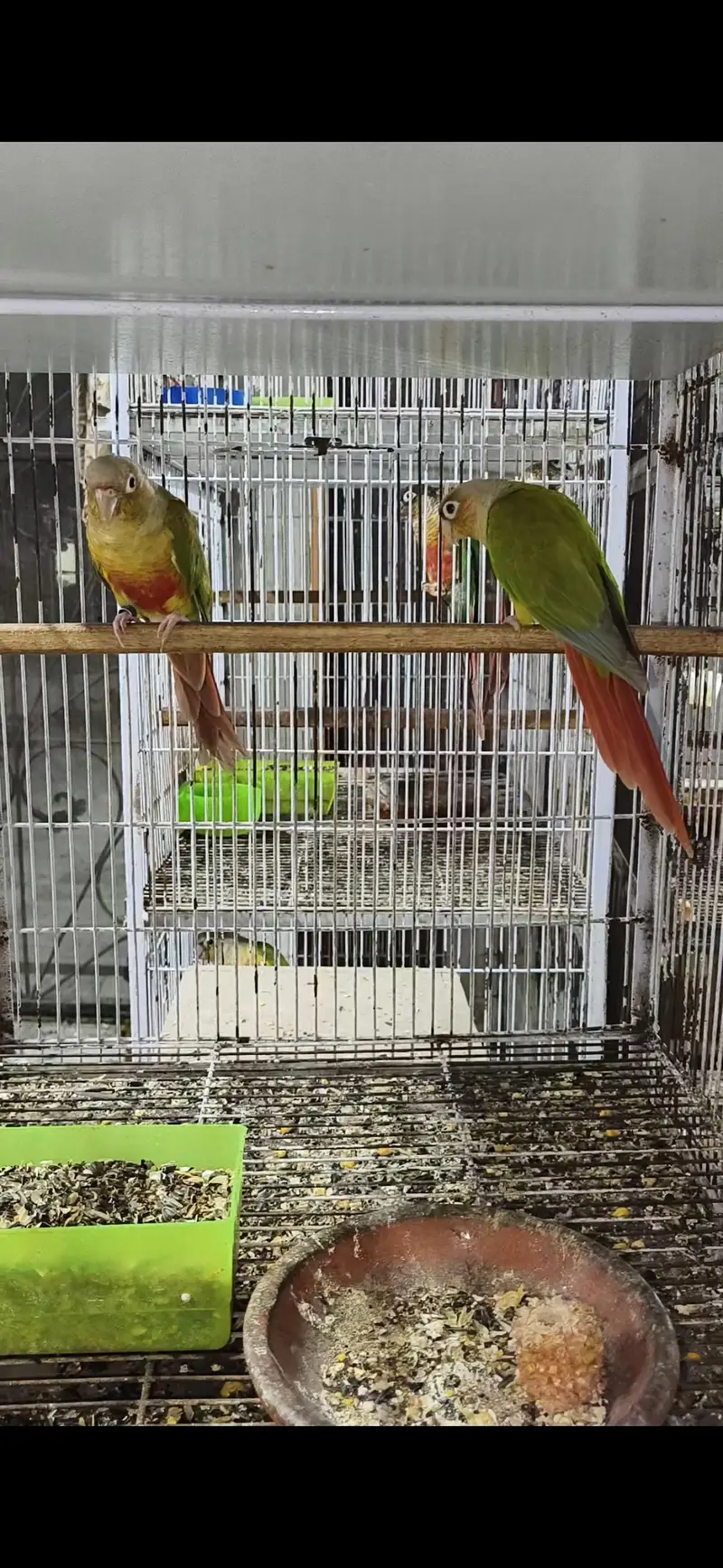 Pineapple and Green Cheek Conurs — photo 2