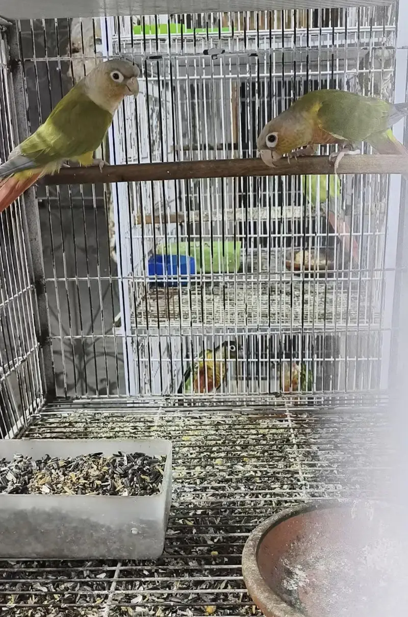 Pineapple and Green Cheek Conurs — photo 3