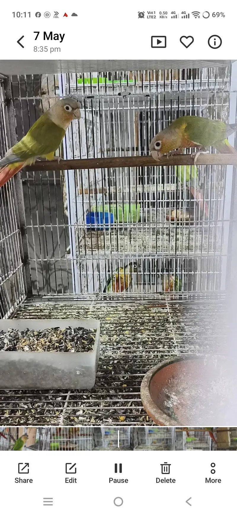 Pineapple and Green Cheek Conurs — photo 4