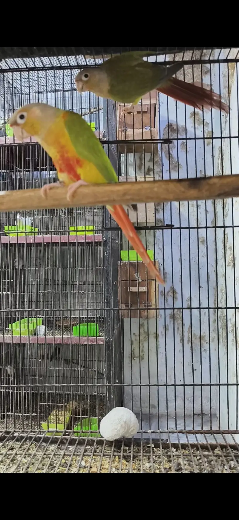 Pineapple and Green Cheek Conurs — photo 5
