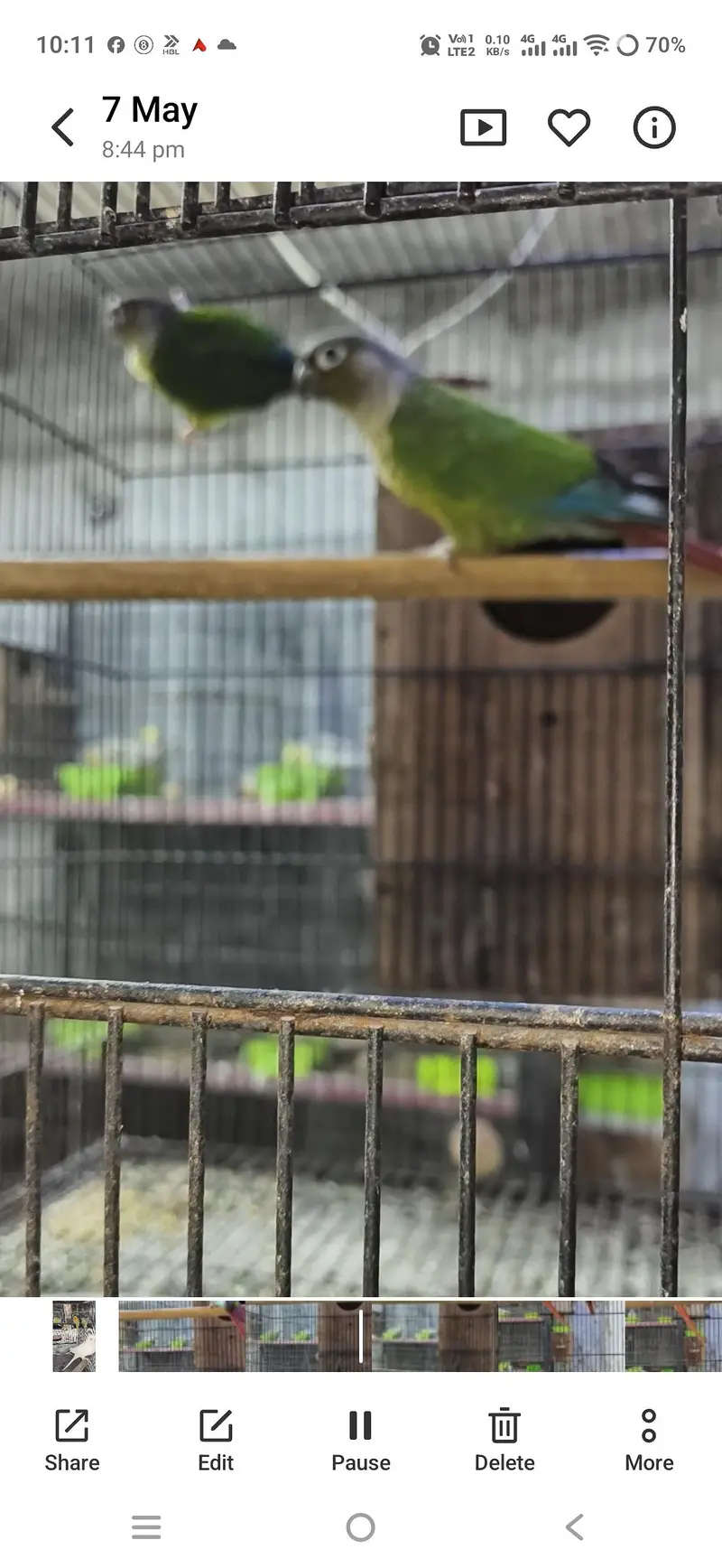 Pineapple and Green Cheek Conurs — photo 6