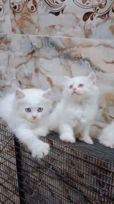 pure Parisian triple coted helthy and active kitten for sale — photo 7
