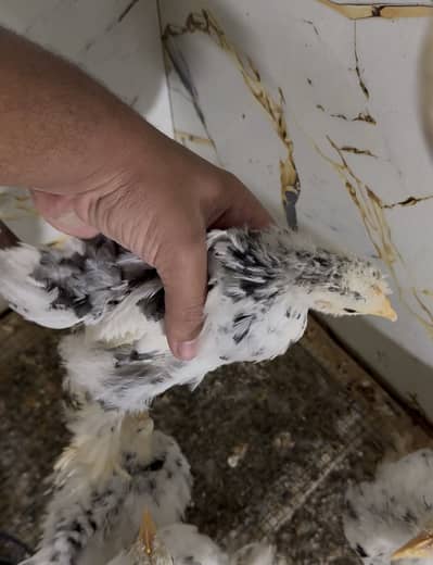 Mottled Bantam chicks available for sale