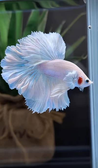 Fish and aquarium Munseeb price 03104016778