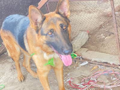 GERMAN SHEPHERD Male Non Pedigree