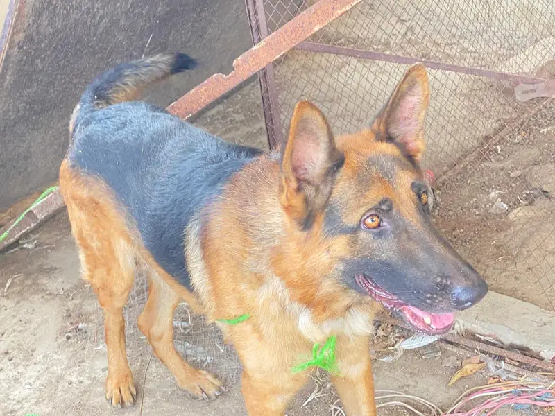 GERMAN SHEPHERD Male Non Pedigree — photo 2