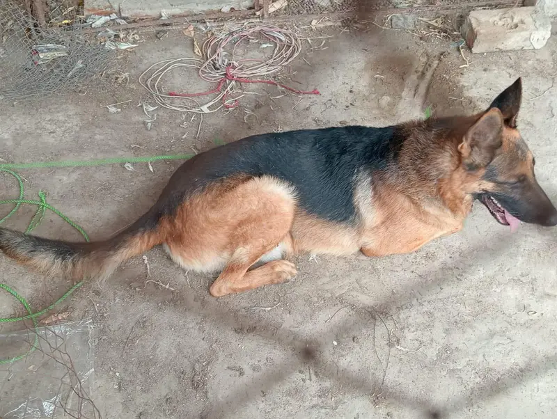 GERMAN SHEPHERD Male Non Pedigree — photo 3