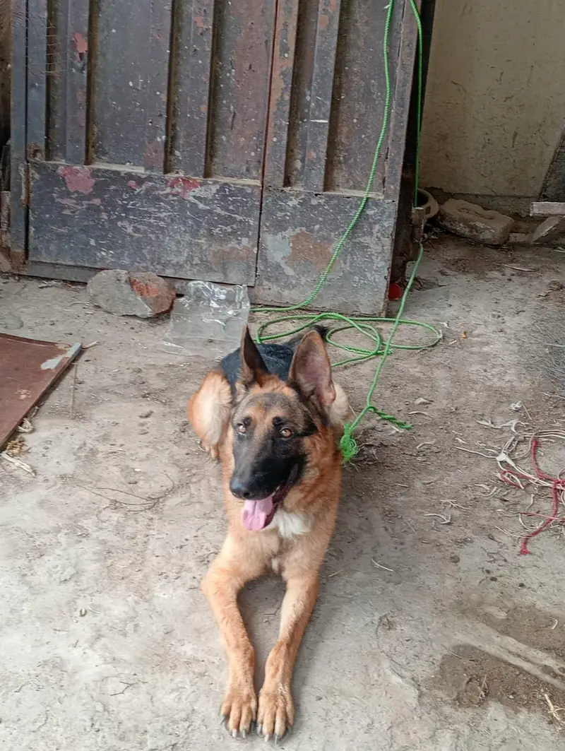 GERMAN SHEPHERD Male Non Pedigree — photo 4
