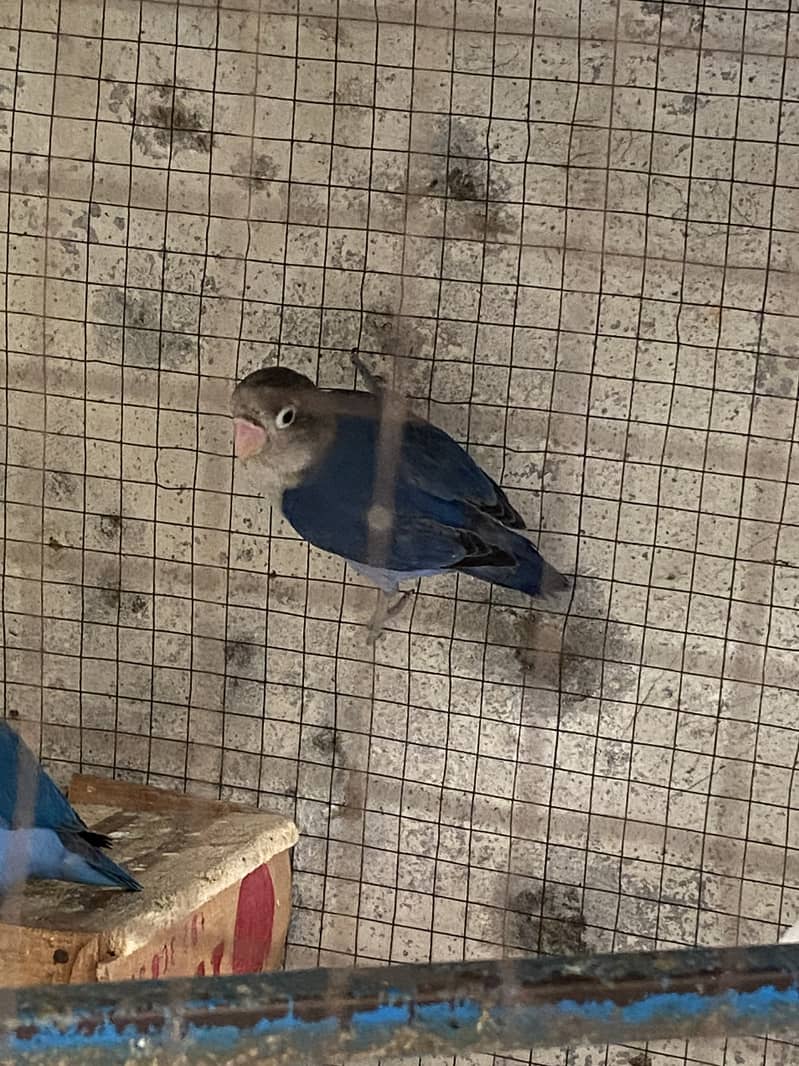 Lovebird 0