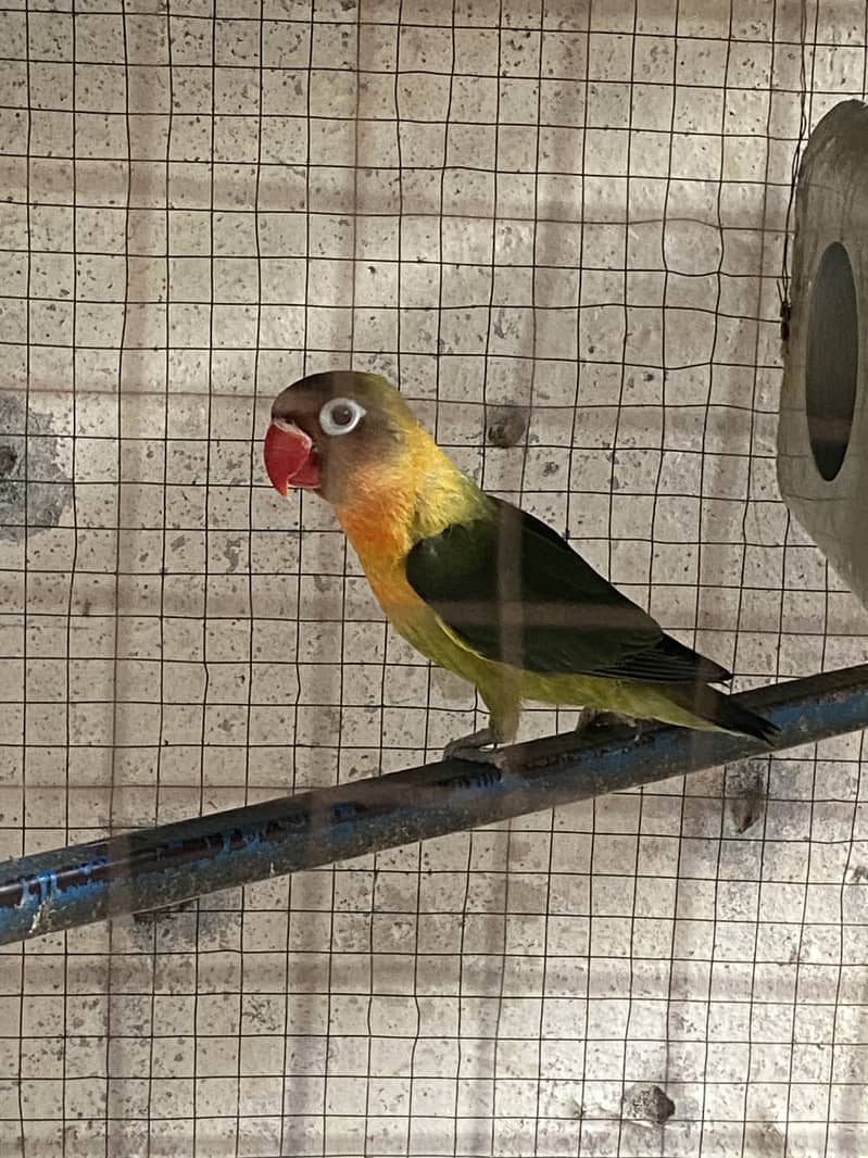 Lovebird 1