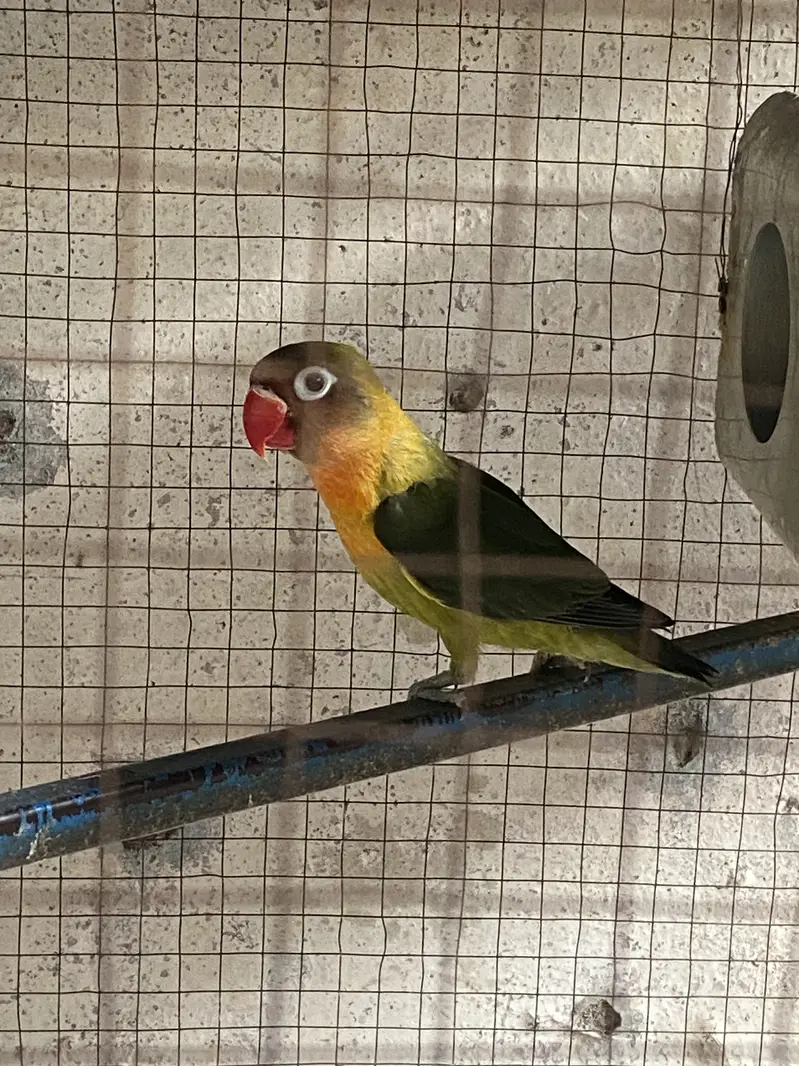 Lovebird — photo 2
