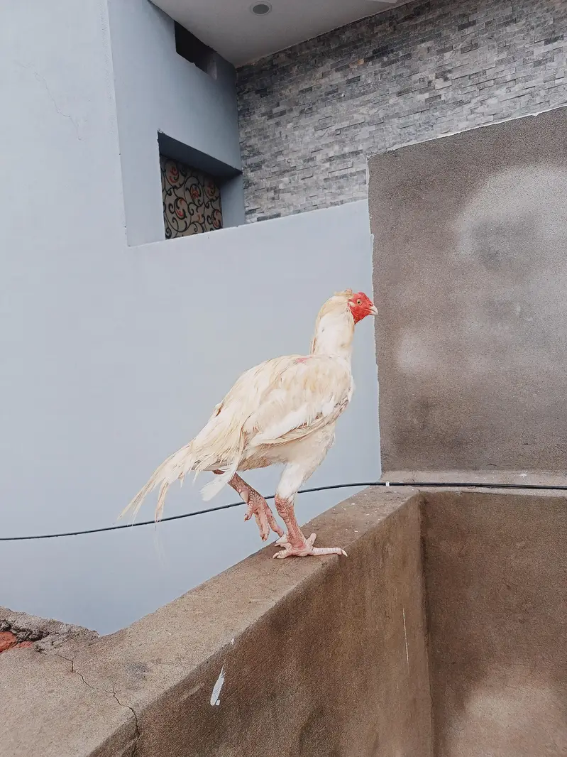 white aseel heera — photo 3