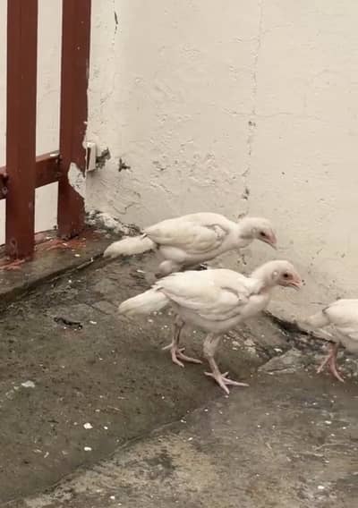 Paper White Heera Chicks for Sale