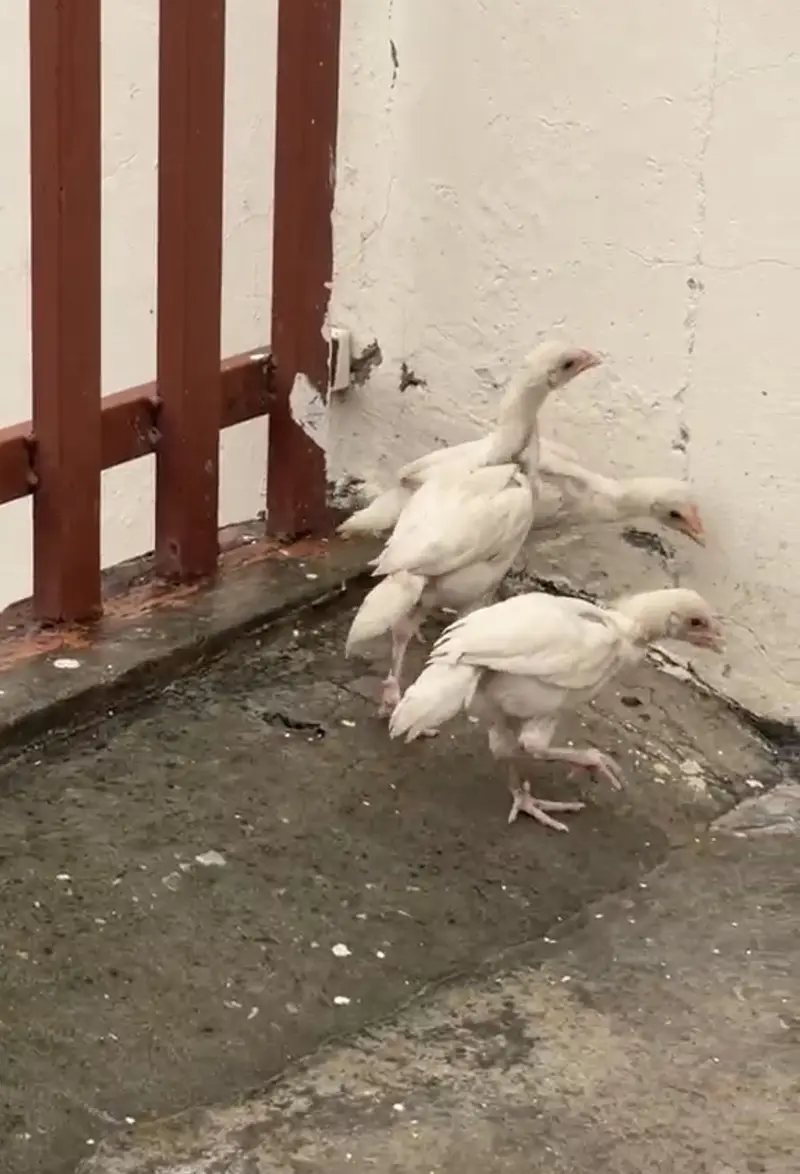 Paper White Heera Chicks for Sale — photo 2