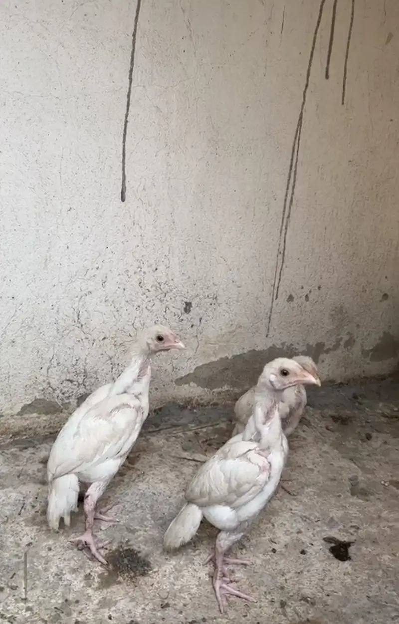Paper White Heera Chicks for Sale — photo 3