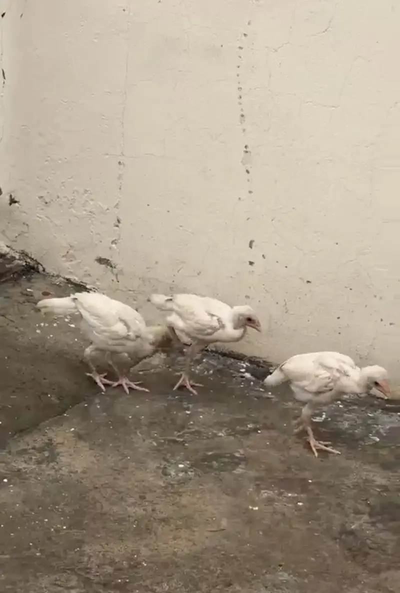 Paper White Heera Chicks for Sale — photo 4