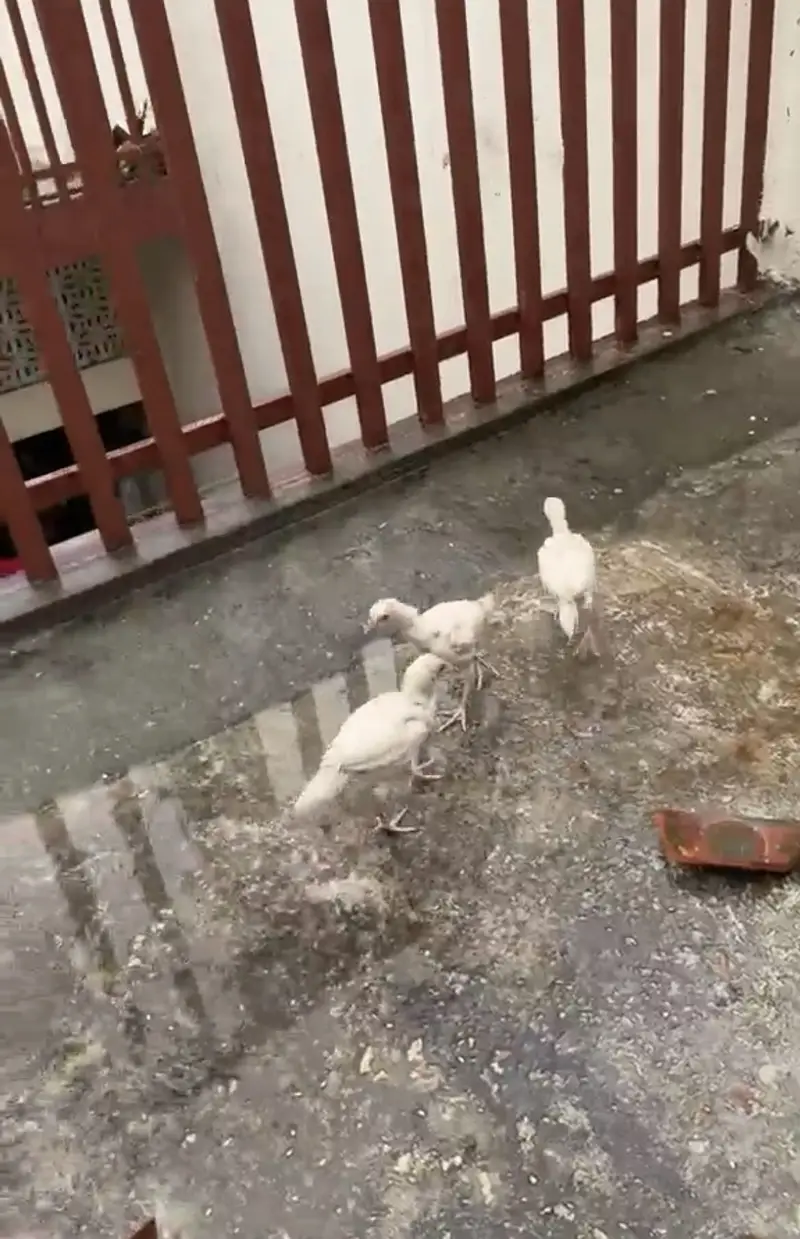 Paper White Heera Chicks for Sale — photo 6