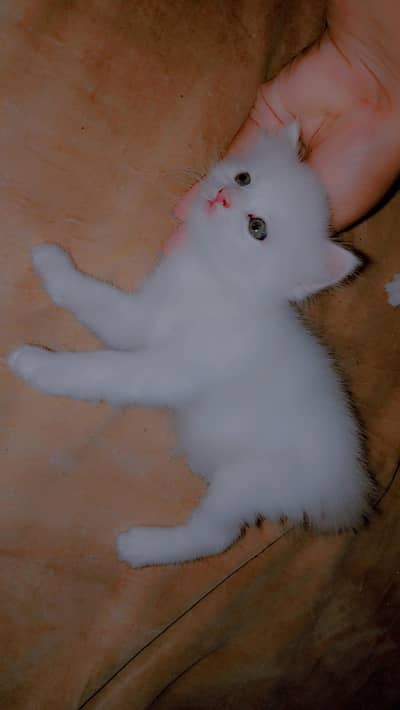kitten for sale . . . .